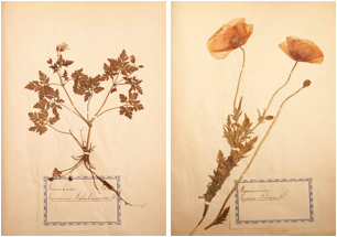 herbarium sheets