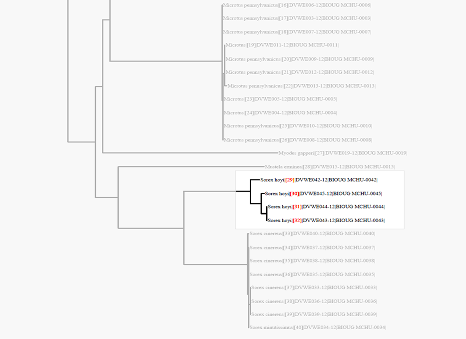 image library tree