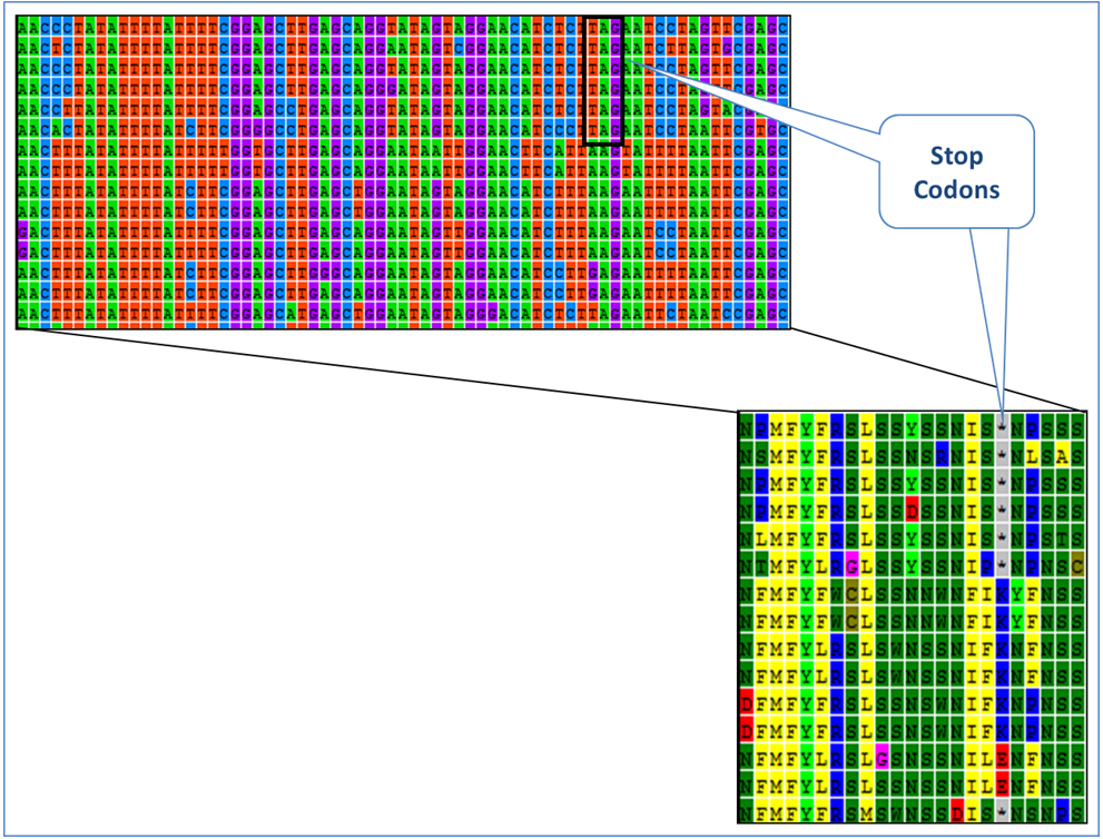 Stop Codons